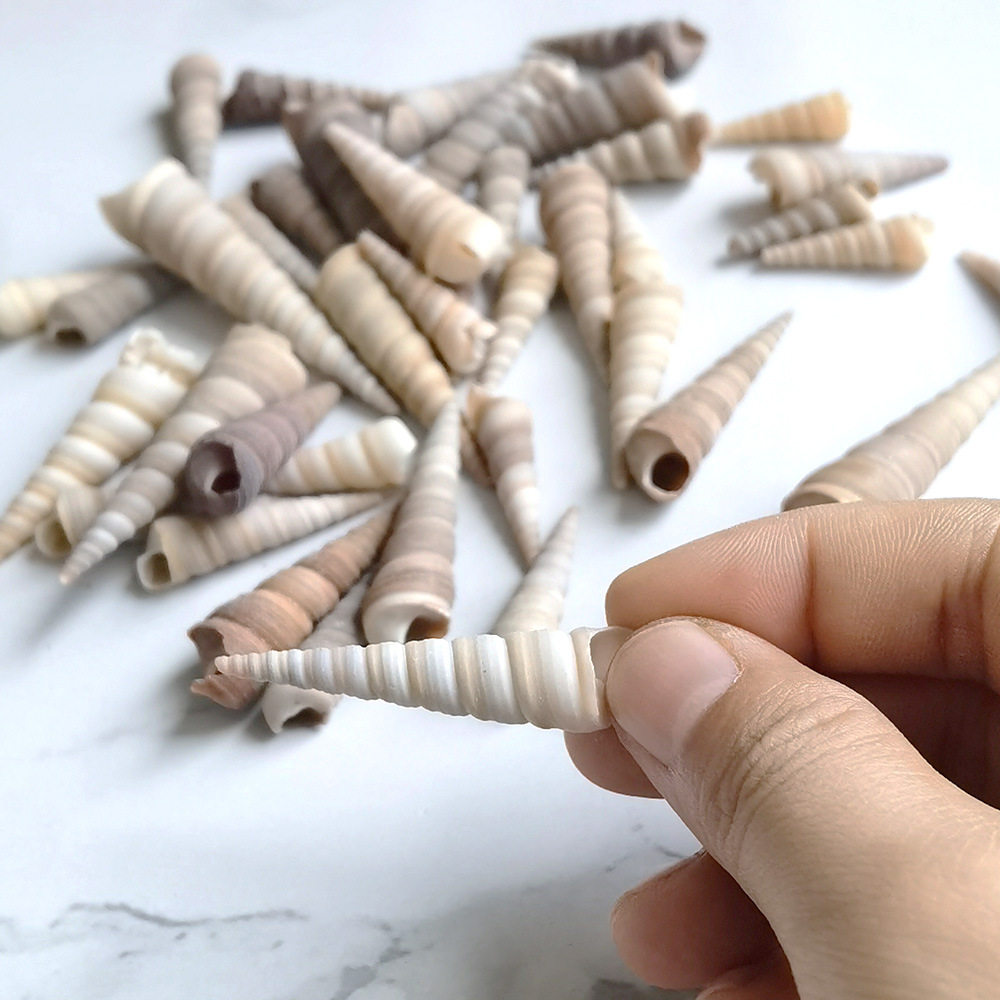 黑锥螺小海螺贝壳尖螺钉子螺贝壳海螺壳天然装饰工艺品钉螺