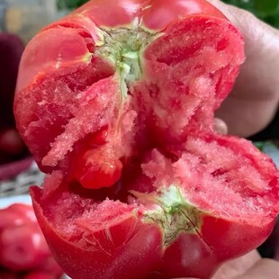 大叔臻选 山东烟台普罗旺斯水果西红柿净重4.5斤