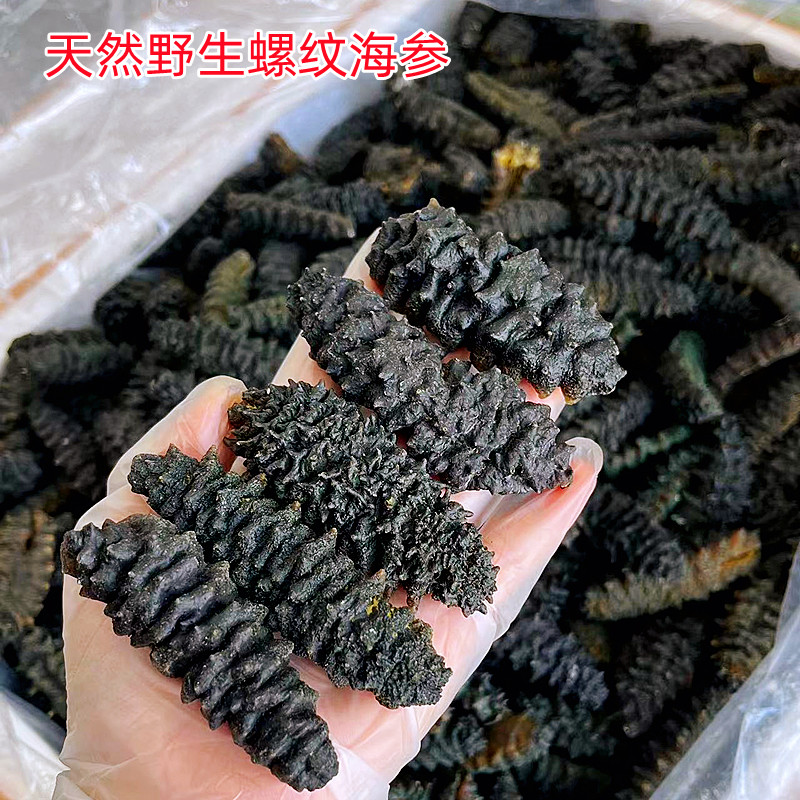 野生螺纹海参天然好质量