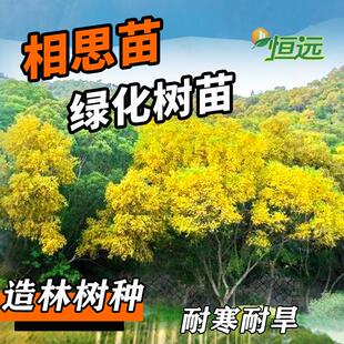 相思树苗大叶相思苗小叶台湾相思树马占相思造林绿化树苗四季常青