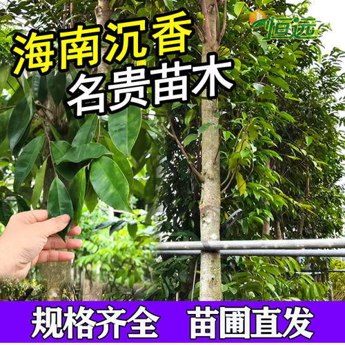 海南小苗名贵苗木沉香树苗