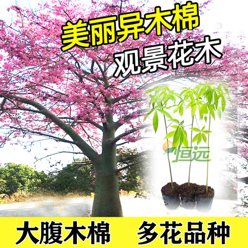 绿化苗木木棉花树苗美丽大腹木棉