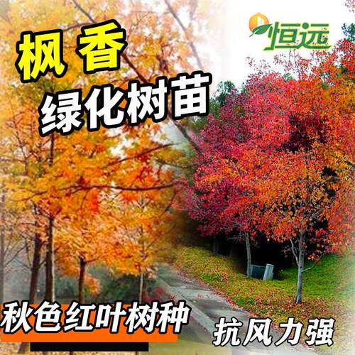 耐寒遮阳枫香树苗造林树种