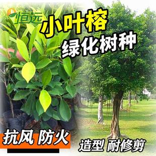 小叶榕树苗正宗细叶榕树雅榕万年青庭院绿化树种造型盆景四季常绿