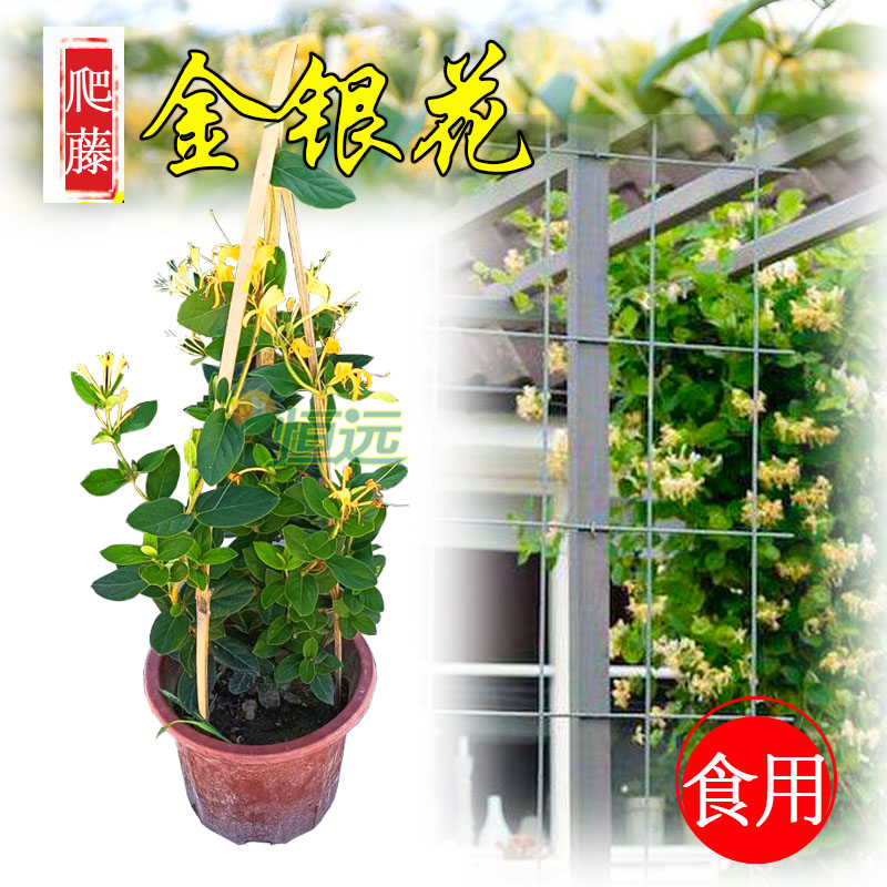 金银花树苗盆栽爬藤花卉可食用