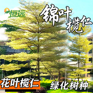 花叶榄仁树苗雨伞树锦叶榄仁苗庭院别墅绿化苗木抗污染抗强风树种