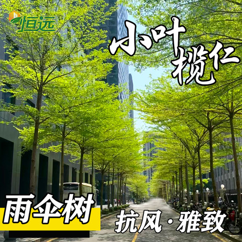 小叶榄仁树苗雨伞树细叶榄仁苗