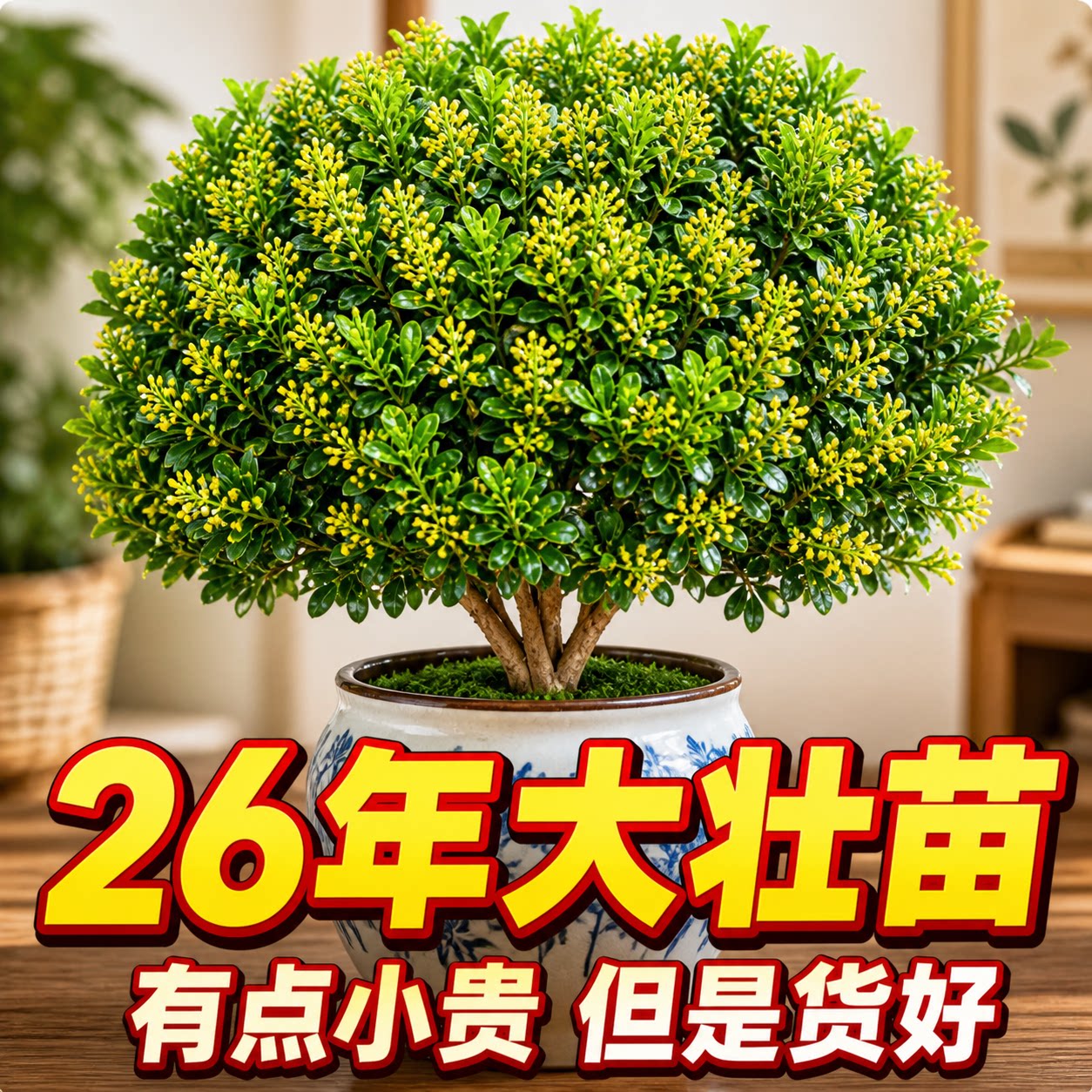 米兰花盆栽小叶米兰树苗四季开花图片