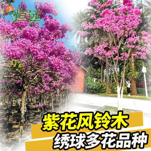 红花紫花风铃木树苗嫁接绣球花