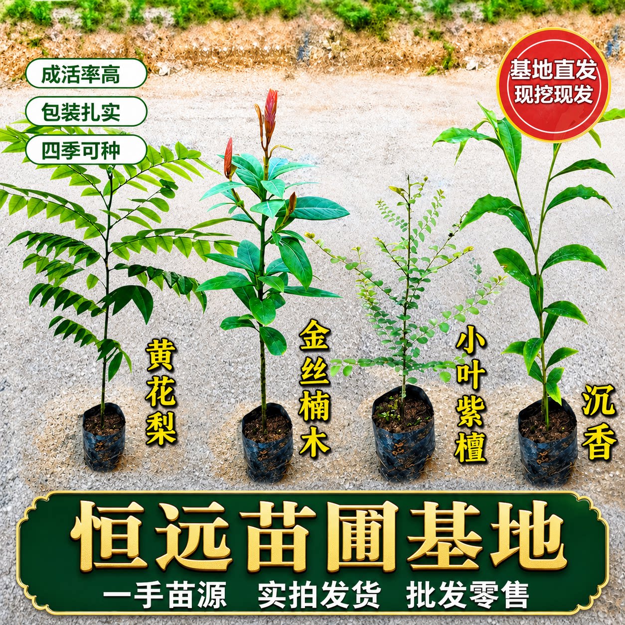 正宗金丝楠木树苗奇楠沉香黄花梨图片
