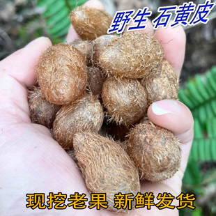 野生新鲜石黄皮老果化狗儿马骝卵肾蕨果中药石黄皮果材精选大果