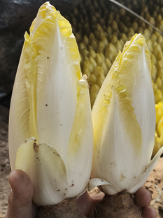 金玉兰菜根苗种籽菊苣种子种根菊苣菜苗种孑四季蔬菜阳台盆栽活苗