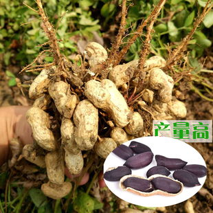 黑花生种子带壳黑皮花生仁籽特大优质可食用高产春季蔬菜种孑种植