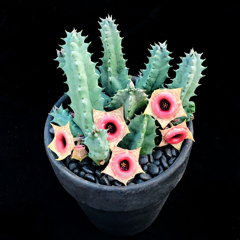 粉花甜甜圈萝开花美花一物一拍藦科剑龙角奇异夏型种多肉植物