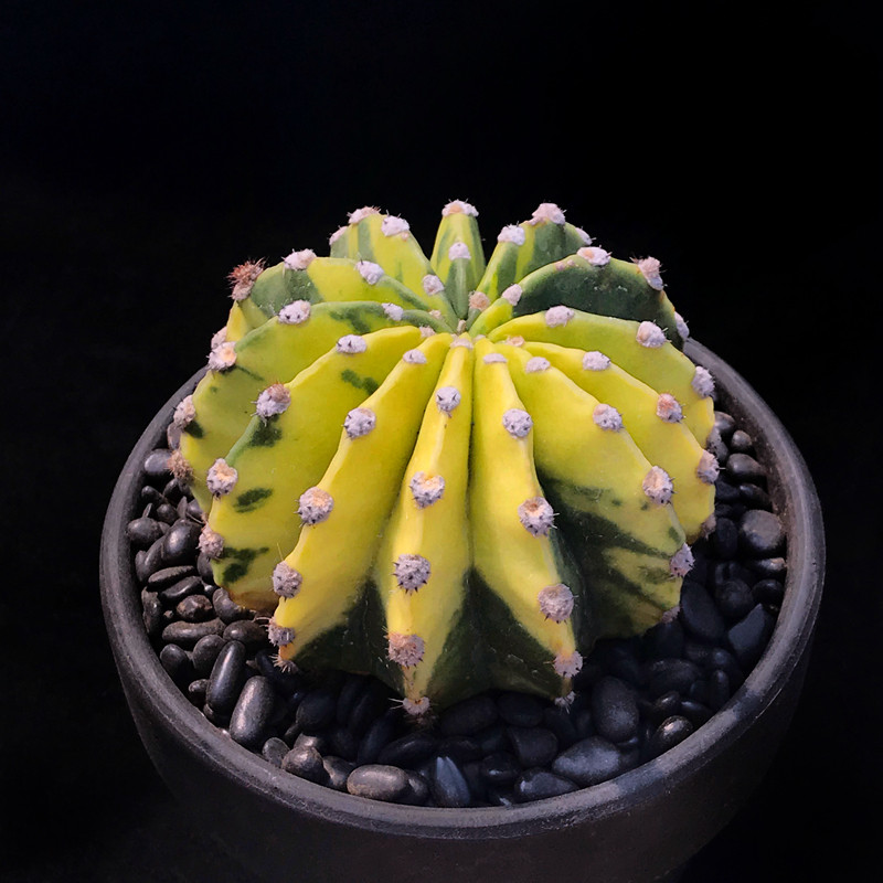 世界图锦多肉植物仙人球一物一拍实生苗开花粉白花大花美花丽花