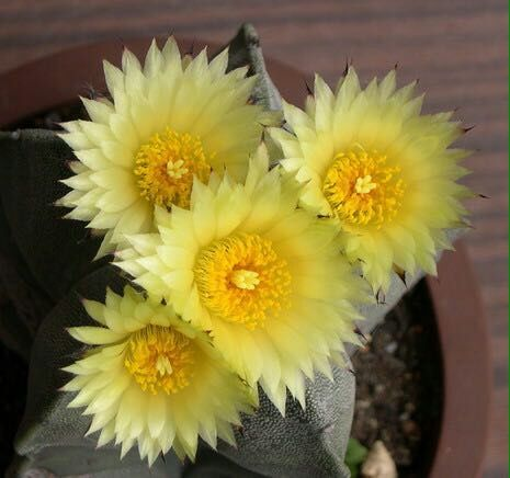 鸾凤玉白皮绿皮腹隆般若仙人球一物一拍多肉植物开花大花美花丽花