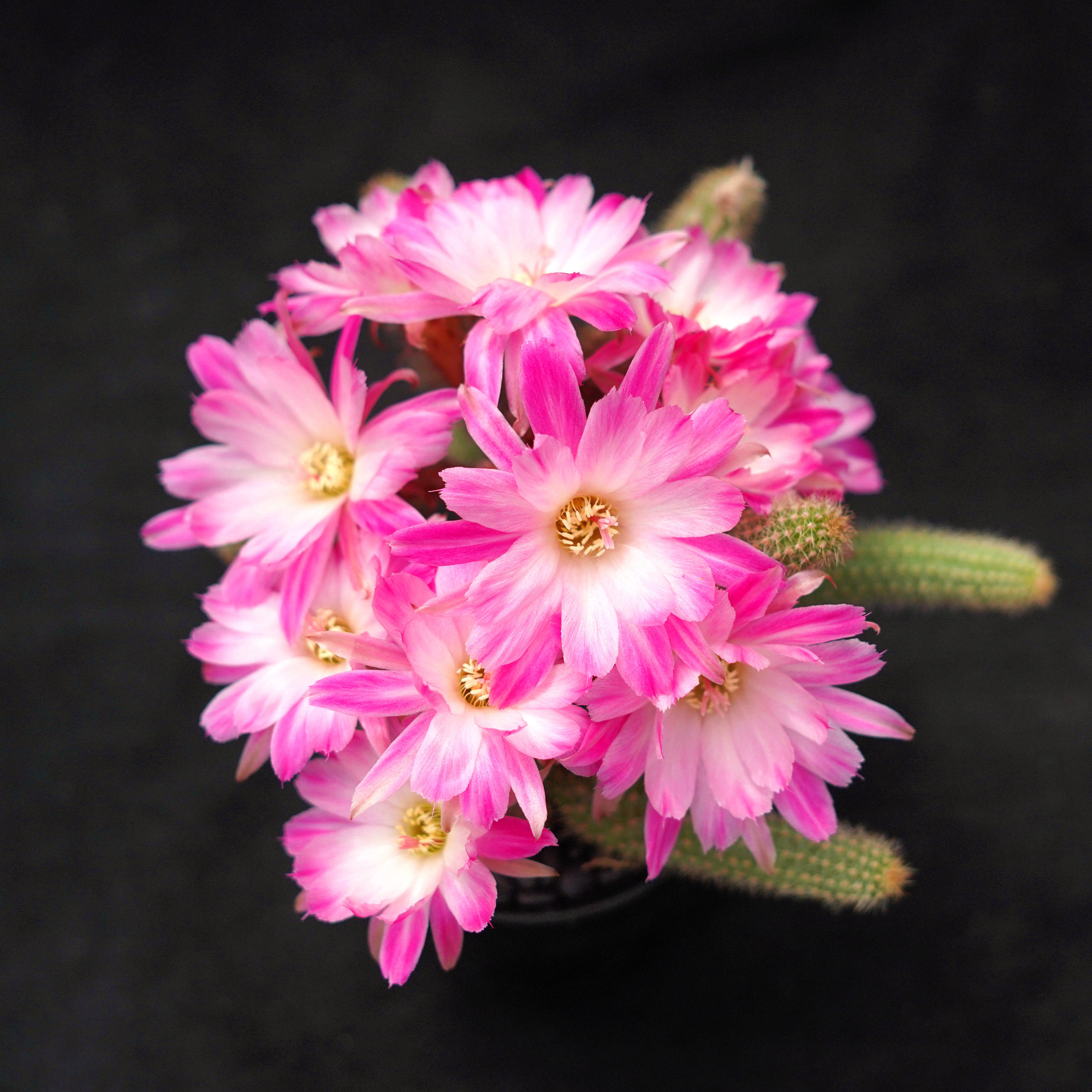 特鲁迪白檀丰花品种仙人球开花美花丽花复色杂交绿植盆栽多肉植物