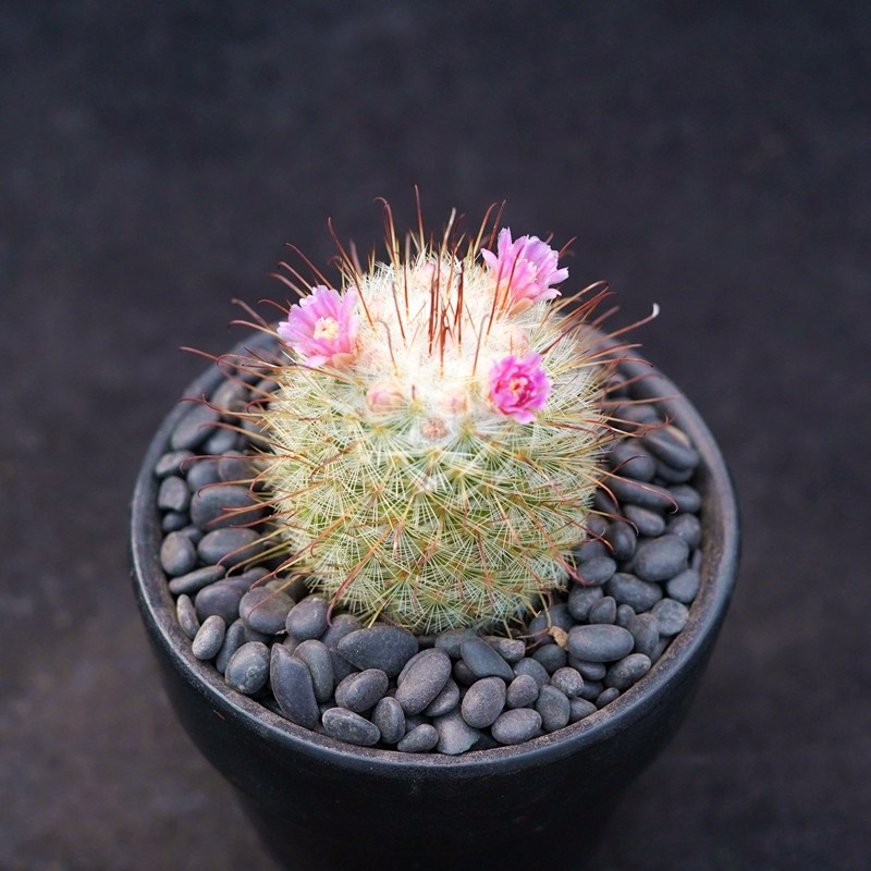 丰明丸一物一拍 乳突球属开花漂亮仙人球绿植盆栽花卉多肉植物