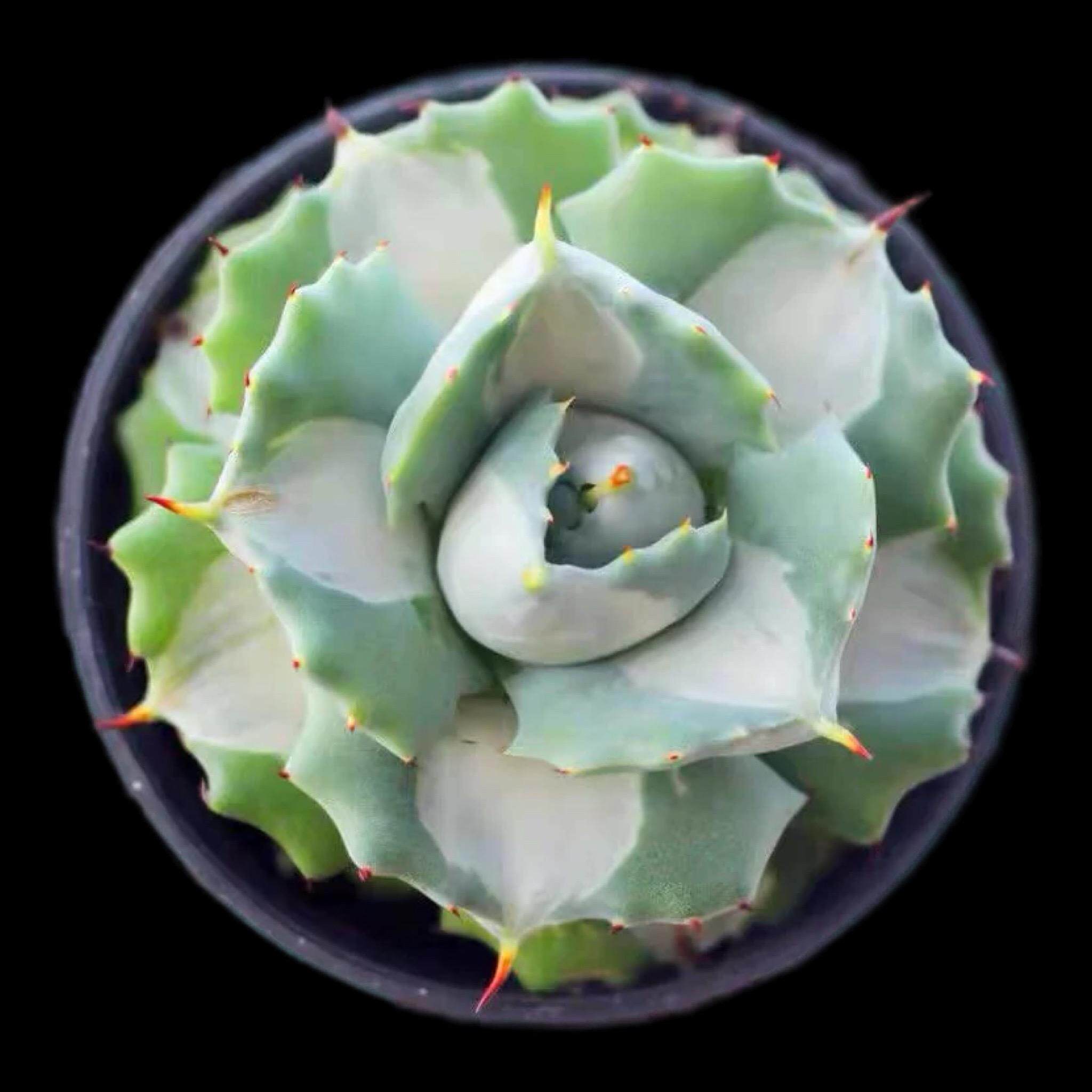 王妃雷神办公室内花卉稀有白中斑锦龙舌兰科多肉植物景观盆栽桌面