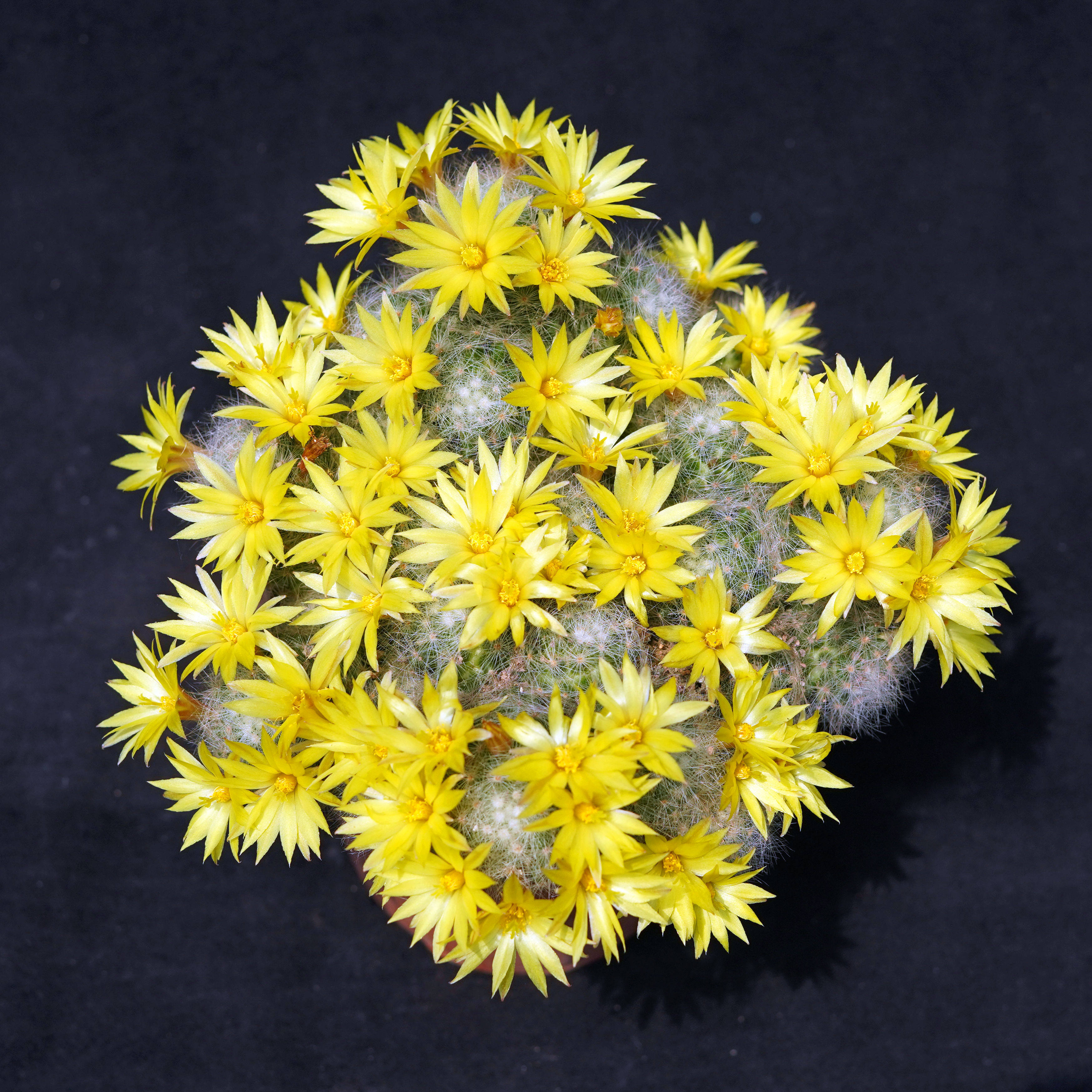 芳香丸缀化软刺不扎手一物一拍开花香品种乳突球属仙人球多肉植物