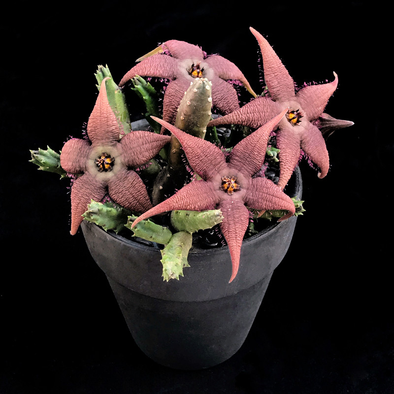 纹瓣红犀角 开花大花美花丽花奇异萝藦科奇趣多肉植物一物一拍