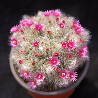 白云高莎高砂一物一拍乳突球属