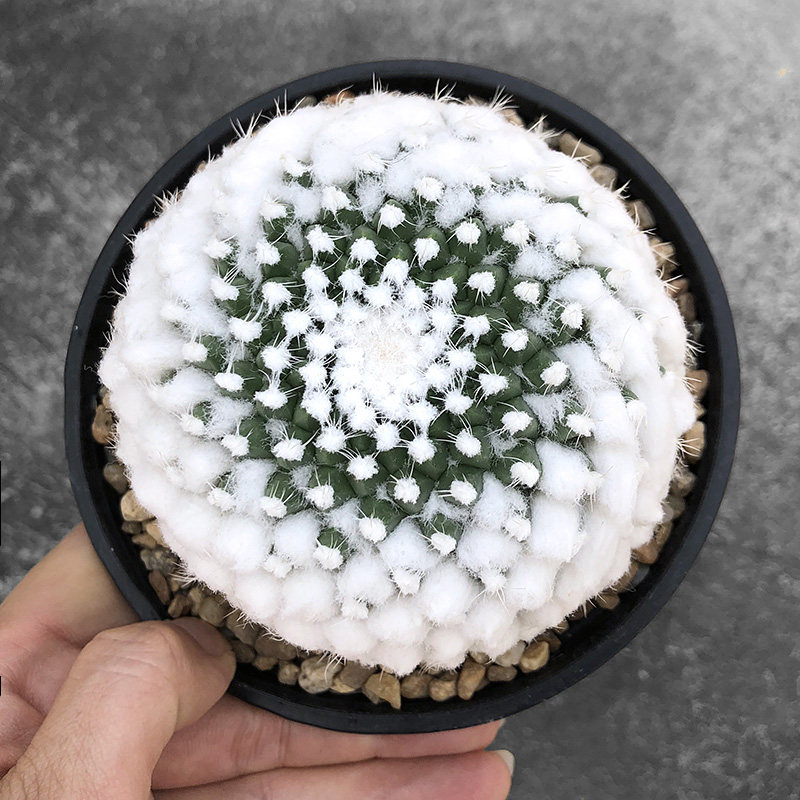 正宗雪糕实生仙人球一物一拍乳突球属毛绒红花多肉植物绿植盆栽