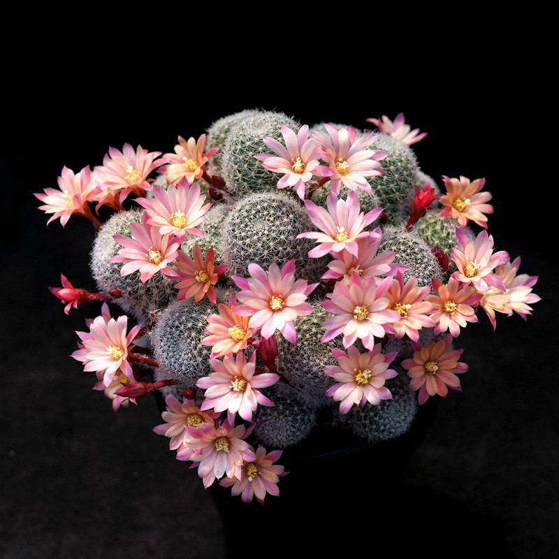 粉蝶 金蝶 杏蝶 银蝶丸宝山仙人球美花丽花艾斯美拉达沟宝山属