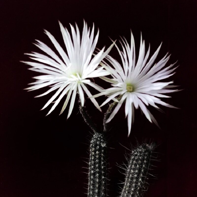 奇想丸多肉植物晚上也开花的仙人球开花香大花美花丽花一物一拍