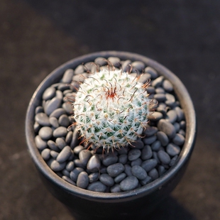 曲刺直刺佩雷多肉植物绿植盆栽花卉开花仙人球办公室阳台净化空气