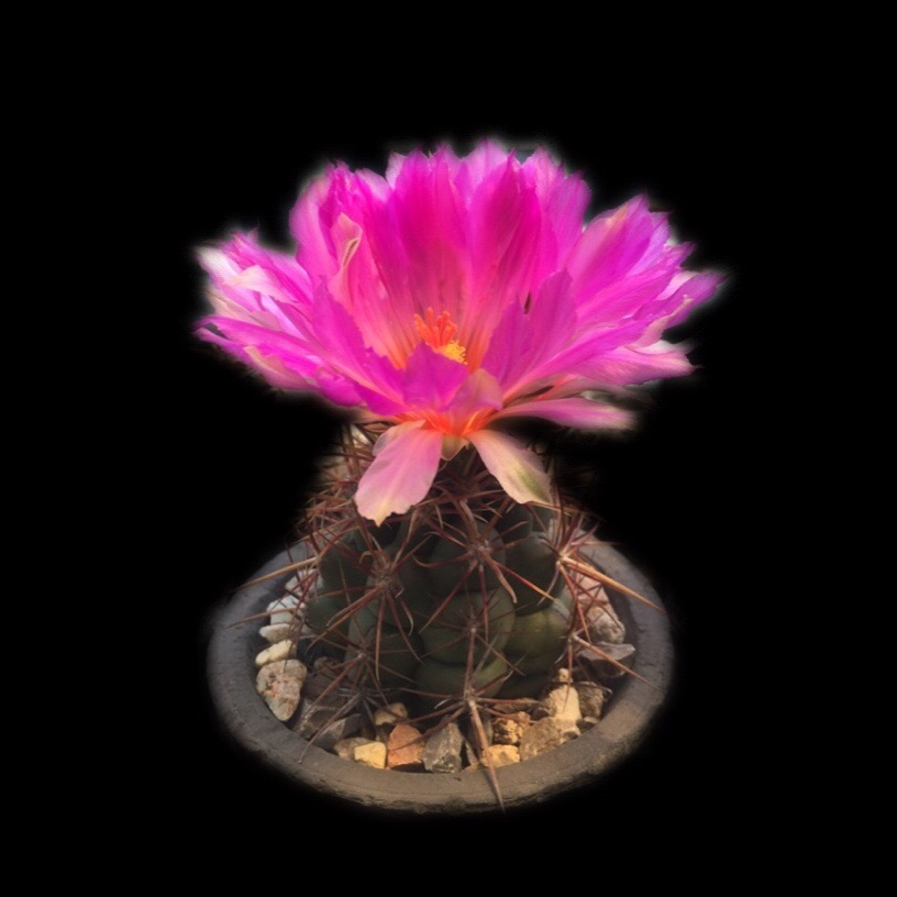 大统领仙人球实生根瘤一物一拍