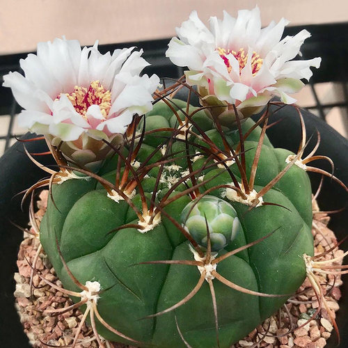 一物一拍开花仙人掌科