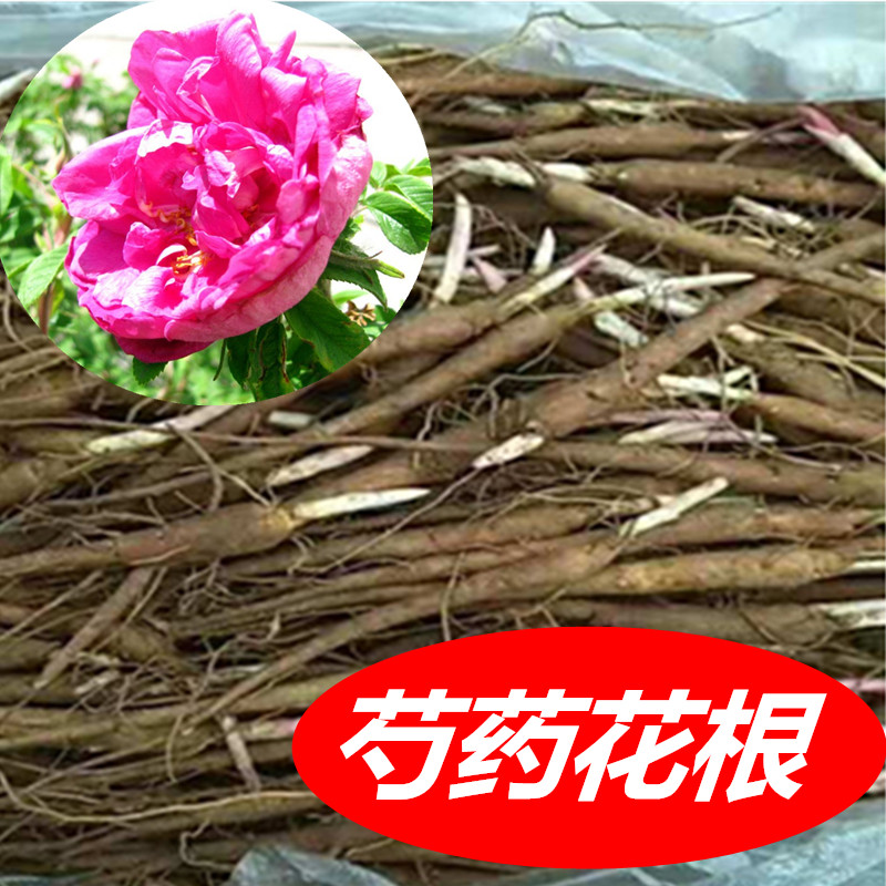 芍药花根庭院盆栽阳台美观赏药用经济价值高多功能树种花卉苗包邮