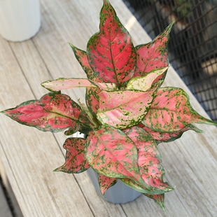 如意皇后花盆栽水培植物吉祥如意中国红吉利红皇后室内盆栽大红色