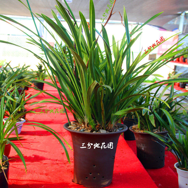 兰花金边最贵的九头兰花带花苞云南基地浓香鬼兰兰花苗原盆带土