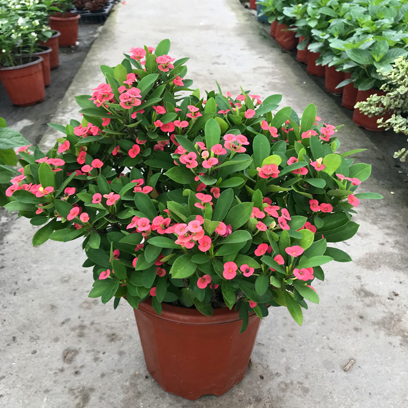 铁海棠盆栽虎刺梅带红花花苞室内外桌面阳台庭院花卉四季开花包邮