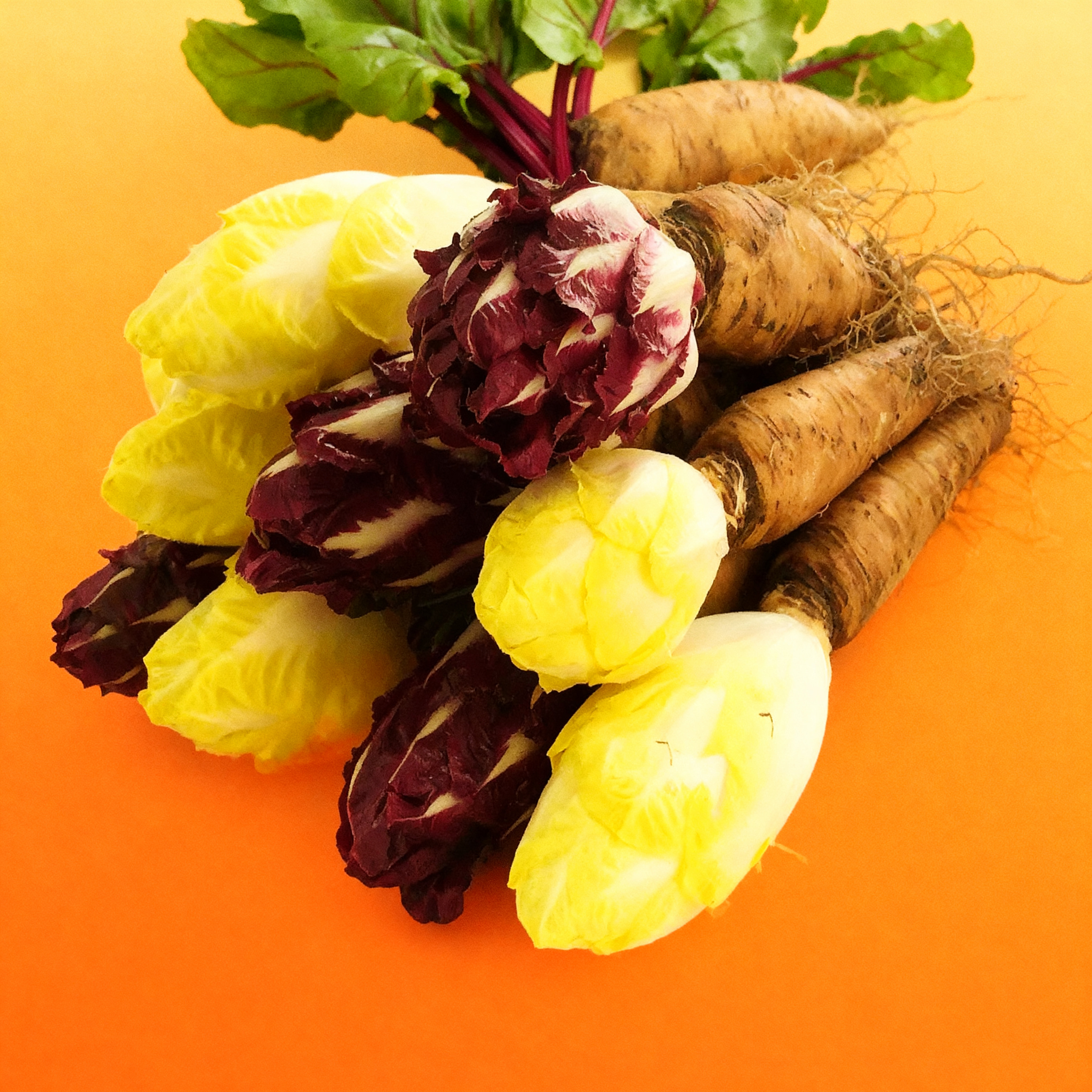 软化金玉兰菜根红菊苣根红玉兰菜根紫菊苣根芽球菊苣根四季可种