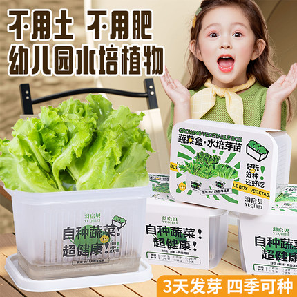 活动小奖品幼儿园伴手礼绿豆芽种植小学生水培植物观察盒儿童实验