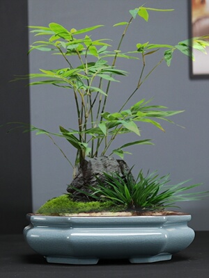 哥窑陶瓷花盆紫砂文竹盆景盆室内客厅绿植造景多肉容器方形椭圆盆