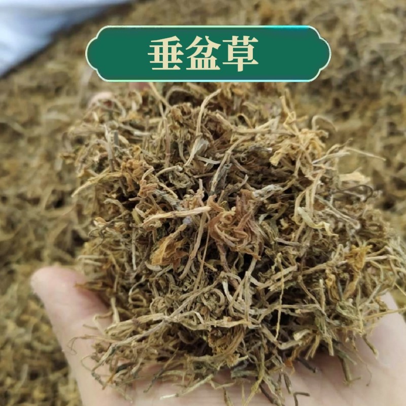 垂盆草 500克 正品无硫中药材垂盆草 当年新货 包邮