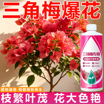 三角梅专用营养液再生剂花卉通用