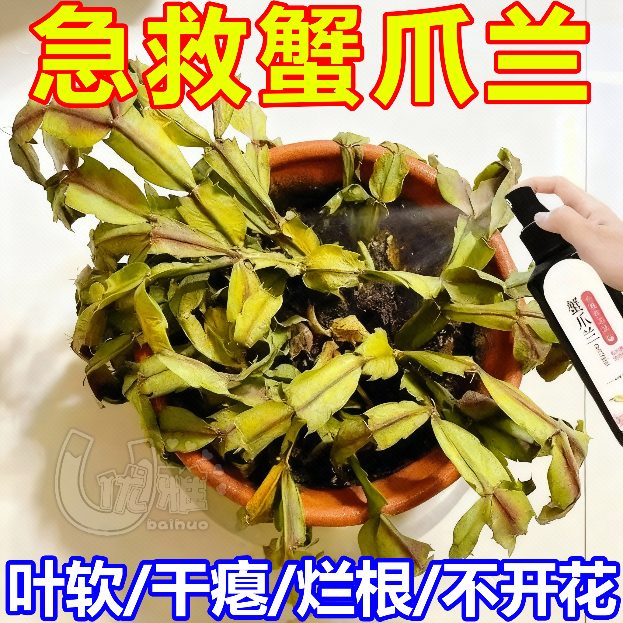 蟹爪兰专用肥营养液急救发蔫软烂黄叶壮根液体肥通用型促开花爆盆