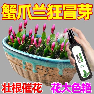 蟹爪兰专用免稀释营养液植物型叶面一喷绿催箭促花绿叶壮根营养液