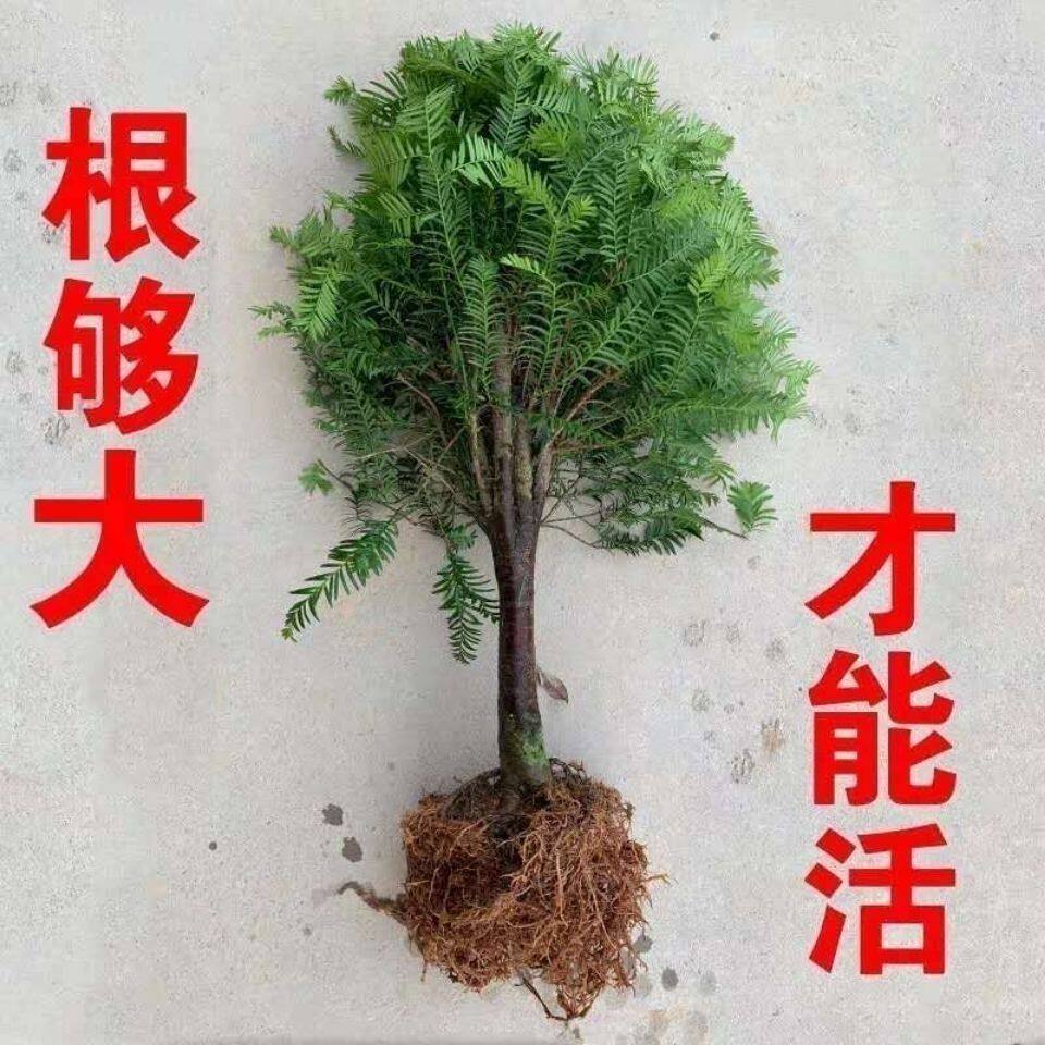 红豆杉盆栽老桩健康树苗耐寒耐热四季常绿植物吸甲醛净化空气好养