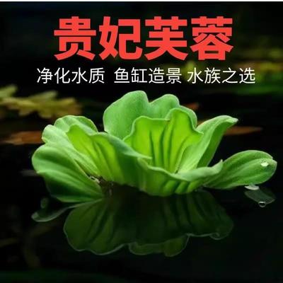 庭院净化水质装饰懒人造景浮萍