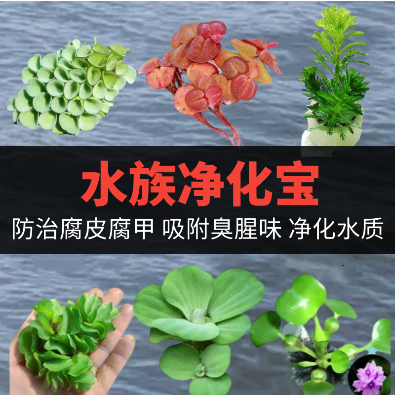 鱼缸龟缸造景植物新手水草浮萍