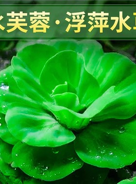 浮萍水芙蓉类水培浮性真水草活体真植物鱼缸景观造景阳台淡水草