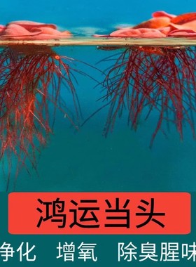 红毛丹水浮莲水草苗水生植物池塘鱼缸龟缸造景养殖净化水质真水草