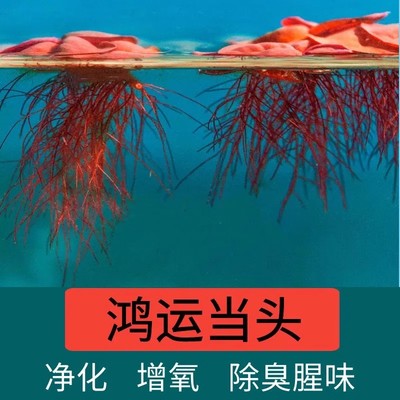红毛丹水浮莲水草苗水生植物