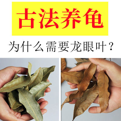 野生龙眼叶乌龟防治腐皮腐甲